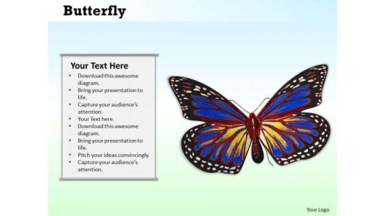 stock_photo_image_of_beautiful_butterfly_powerpoint_slide_1.jpg