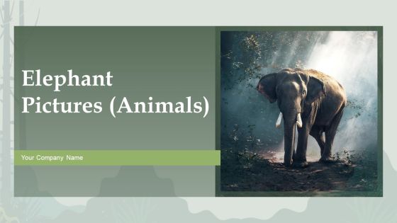 Elephant Pictures Animals Ppt PowerPoint Presentation Complete Deck With Slides Elephant Pictures Animals Ppt PowerPoint Presentation Complete Deck With Slides