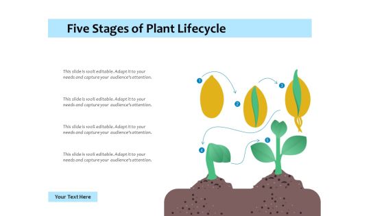 Five Stages Of Plant Lifecycle Ppt PowerPoint Presentation Inspiration Design Templates PDF