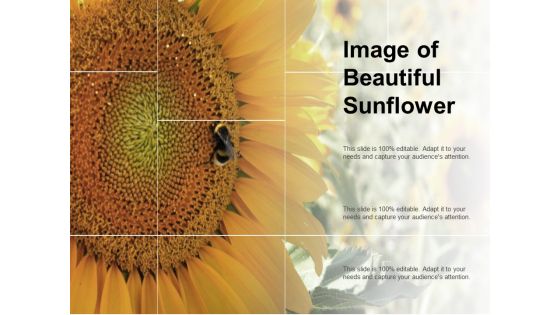 Image Of Beautiful Sunflower Ppt PowerPoint Presentation Pictures Slide Download Image Of Beautiful Sunflower Ppt PowerPoint Presentation Pictures Slide Download
