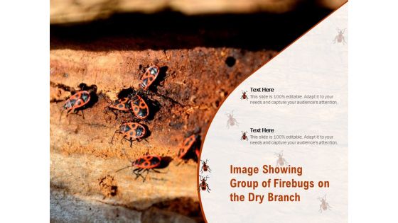 Image Showing Group Of Firebugs On The Dry Branch Ppt PowerPoint Presentation Slides Designs Download PDF Image Showing Group Of Firebugs On The Dry Branch Ppt PowerPoint Presentation Slides Designs Download PDF