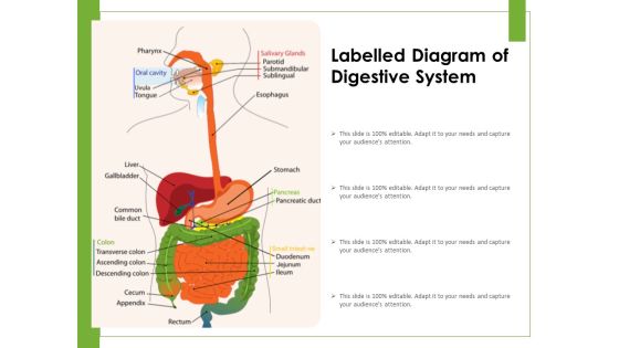 Labelled Diagram Of Digestive System Ppt PowerPoint Presentation Icon Introduction PDF Labelled Diagram Of Digestive System Ppt PowerPoint Presentation Icon Introduction PDF