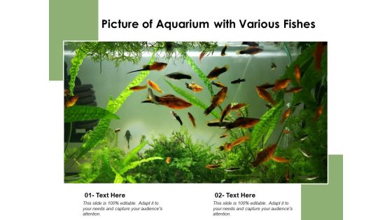 Picture Of Aquarium With Various Fishes Ppt PowerPoint Presentation Icon Infographic Template PDF