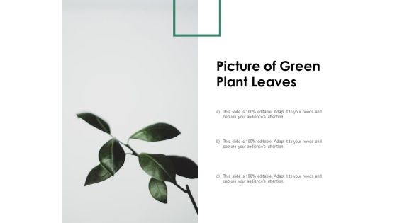 Picture Of Green Plant Leaves Ppt PowerPoint Presentation Model Background Images