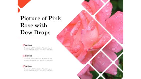 Picture Of Pink Rose With Dew Drops Ppt PowerPoint Presentation Gallery Background Images PDF