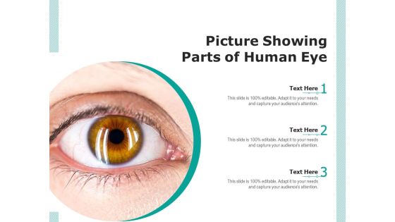 Picture Showing Parts Of Human Eye Ppt PowerPoint Presentation Infographic Template Graphic Tips PDF Picture Showing Parts Of Human Eye Ppt PowerPoint Presentation Infographic Template Graphic Tips PDF