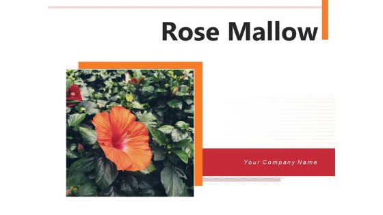 Rose Mallow Inspection Hibiscus Flower Ppt PowerPoint Presentation Complete Deck Rose Mallow Inspection Hibiscus Flower Ppt PowerPoint Presentation Complete Deck
