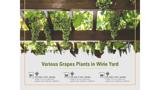 Various Grapes Plants In Wine Yard Ppt PowerPoint Presentation File Slides PDF Various Grapes Plants In Wine Yard Ppt PowerPoint Presentation File Slides PDF