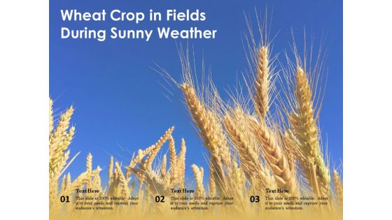 Wheat Crop In Fields During Sunny Weather Ppt PowerPoint Presentation File Example Introduction PDF Wheat Crop In Fields During Sunny Weather Ppt PowerPoint Presentation File Example Introduction PDF
