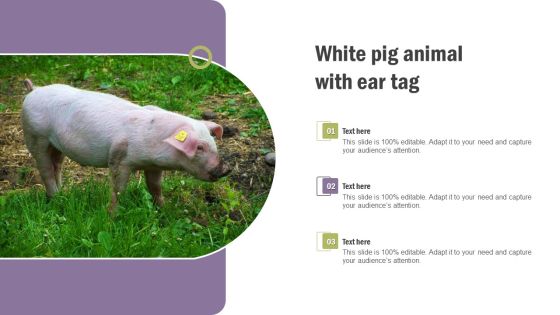 White Pig Animal With Ear Tag Guidelines PDF White Pig Animal With Ear Tag Guidelines PDF