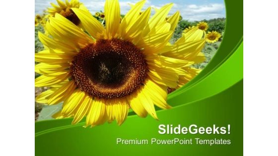 Background Template With Sunflower PowerPoint Templates Ppt Backgrounds For Slides 0513 Background Template With Sunflower PowerPoint Templates Ppt Backgrounds For Slides 0513