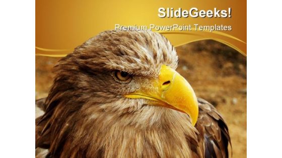 Bald Eagle Animal PowerPoint Themes And PowerPoint Slides 0411 Bald Eagle Animal PowerPoint Themes And PowerPoint Slides 0411