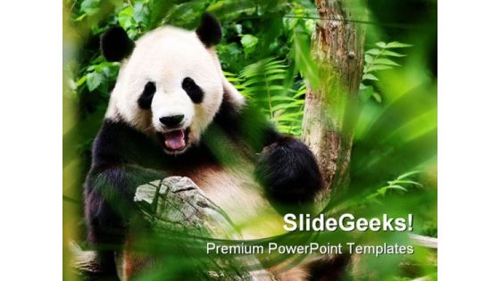 Bear Animals PowerPoint Templates And PowerPoint Backgrounds 0111 Bear Animals PowerPoint Templates And PowerPoint Backgrounds 0111