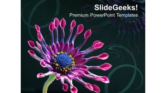 Beautiful Abstract Background Daisy Flower PowerPoint Templates Ppt Backgrounds For Slides 0413 Beautiful Abstract Background Daisy Flower PowerPoint Templates Ppt Backgrounds For Slides 0413