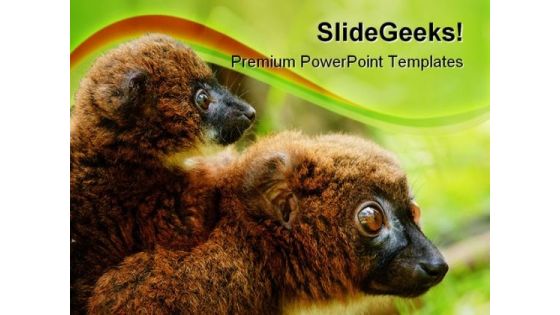 Bellied Lemur Animals PowerPoint Backgrounds And Templates 0111 Bellied Lemur Animals PowerPoint Backgrounds And Templates 0111