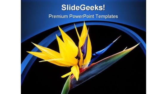 Bird Of Paradise Beauty PowerPoint Templates And PowerPoint Backgrounds 0311 Bird Of Paradise Beauty PowerPoint Templates And PowerPoint Backgrounds 0311