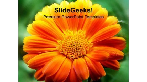 Blooming Flowers Beauty PowerPoint Templates Ppt Backgrounds For Slides 0213
