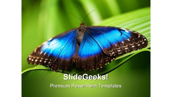 Blue Morpho Butterfly Beauty PowerPoint Templates And PowerPoint Backgrounds 0211