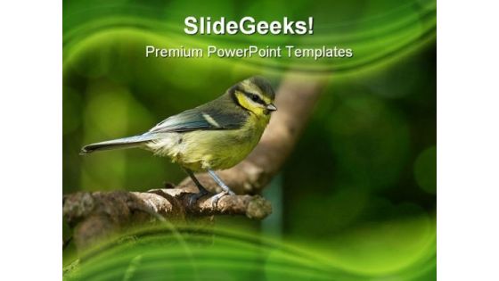 Blue Tit Fledgling Nature PowerPoint Templates And PowerPoint Backgrounds 0211 Blue Tit Fledgling Nature PowerPoint Templates And PowerPoint Backgrounds 0211