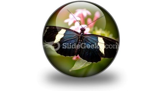 Butterfly Icon C Butterfly Icon C