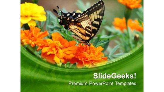 Butterfly On Flowers Background PowerPoint Templates Ppt Backgrounds For Slides 0613 Butterfly On Flowers Background PowerPoint Templates Ppt Backgrounds For Slides 0613