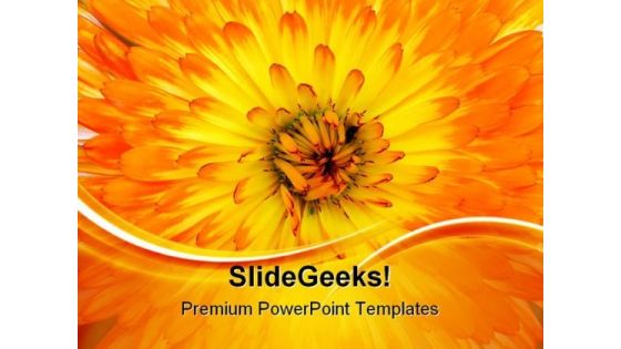 Calendula Background Nature PowerPoint Themes And PowerPoint Slides 0511 Calendula Background Nature PowerPoint Themes And PowerPoint Slides 0511