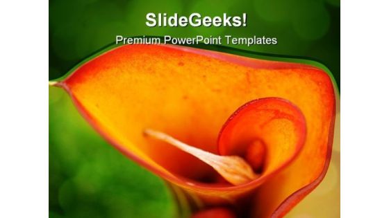 Calla Lilly Beauty PowerPoint Templates And PowerPoint Backgrounds 0211