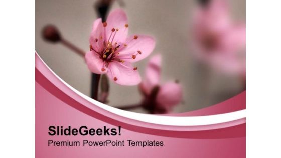 Cherry Flower In Background PowerPoint Templates Ppt Backgrounds For Slides 0513 Cherry Flower In Background PowerPoint Templates Ppt Backgrounds For Slides 0513