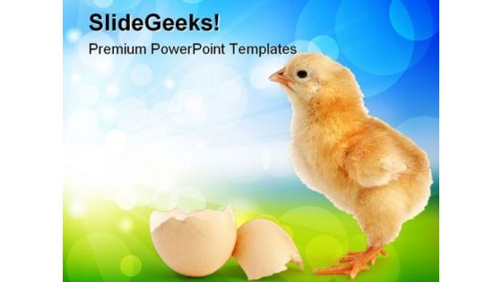 Chick New Born Animals PowerPoint Themes And PowerPoint Slides 0511 Chick New Born Animals PowerPoint Themes And PowerPoint Slides 0511