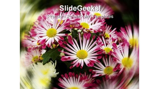Chrysanthemums Nature PowerPoint Templates And PowerPoint Backgrounds 0311 Chrysanthemums Nature PowerPoint Templates And PowerPoint Backgrounds 0311