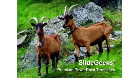 Couple Of Goats Animals PowerPoint Templates And PowerPoint Backgrounds 0111 Couple Of Goats Animals PowerPoint Templates And PowerPoint Backgrounds 0111