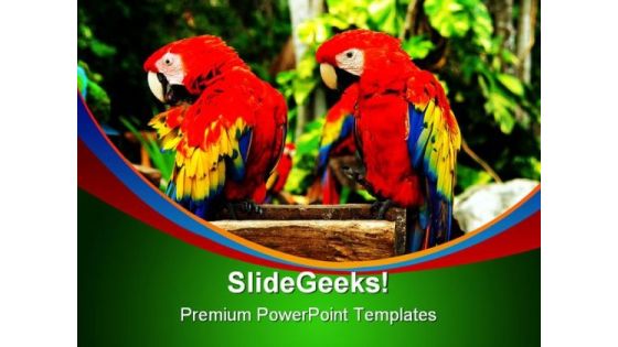 Couple Of Parrots Nature PowerPoint Themes And PowerPoint Slides 0211 Couple Of Parrots Nature PowerPoint Themes And PowerPoint Slides 0211