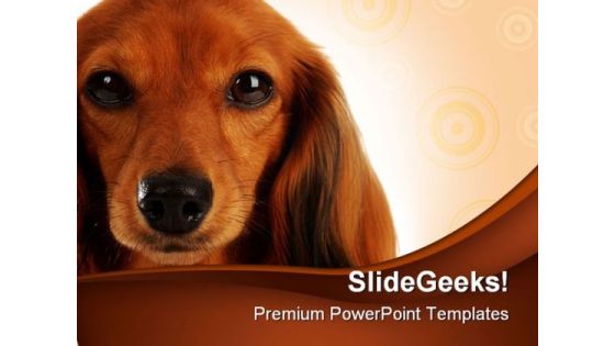 Dachshund Head Portrait Animals PowerPoint Themes And PowerPoint Slides 0211
