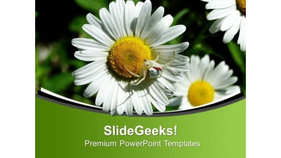 Daisy The Beauty Of Nature PowerPoint Templates Ppt Backgrounds For Slides 0613
