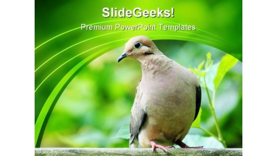 Dove Zenaida Animals PowerPoint Templates And PowerPoint Backgrounds 0111 Dove Zenaida Animals PowerPoint Templates And PowerPoint Backgrounds 0111