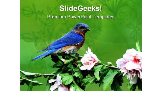 Eastern Blue Bird Animals PowerPoint Templates And PowerPoint Backgrounds 0111 Eastern Blue Bird Animals PowerPoint Templates And PowerPoint Backgrounds 0111