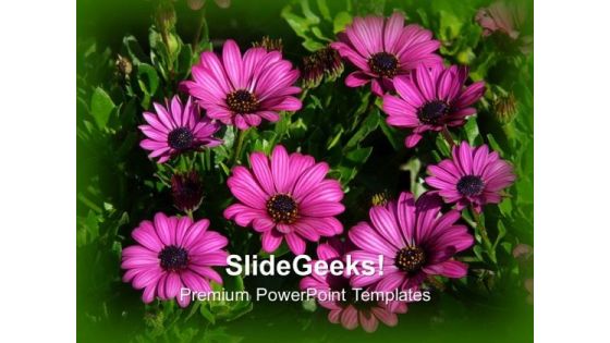 Elegant Composition Of Gerbera Flowers PowerPoint Templates Ppt Backgrounds For Slides 1212 Elegant Composition Of Gerbera Flowers PowerPoint Templates Ppt Backgrounds For Slides 1212