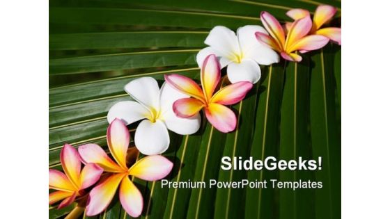 Frangipani On Green Leaf Nature PowerPoint Templates And PowerPoint Backgrounds 0311 Frangipani On Green Leaf Nature PowerPoint Templates And PowerPoint Backgrounds 0311
