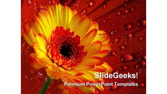 Gerber Daisy With Dew Drops Nature PowerPoint Themes And PowerPoint Slides 0311 Gerber Daisy With Dew Drops Nature PowerPoint Themes And PowerPoint Slides 0311