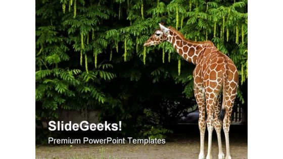 Giraffe Animals PowerPoint Themes And PowerPoint Slides 0211