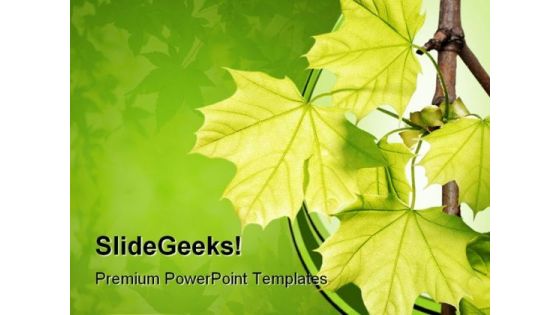 Green Maple Leaves Nature PowerPoint Themes And PowerPoint Slides 0511 Green Maple Leaves Nature PowerPoint Themes And PowerPoint Slides 0511