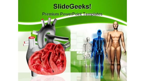 Heart Human Medical PowerPoint Backgrounds And Templates 1210 Heart Human Medical PowerPoint Backgrounds And Templates 1210