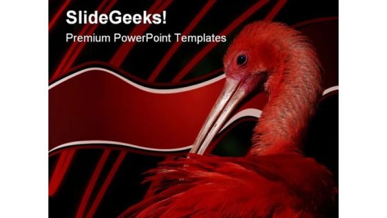 Ibis Animals PowerPoint Templates And PowerPoint Backgrounds 0211 Ibis Animals PowerPoint Templates And PowerPoint Backgrounds 0211