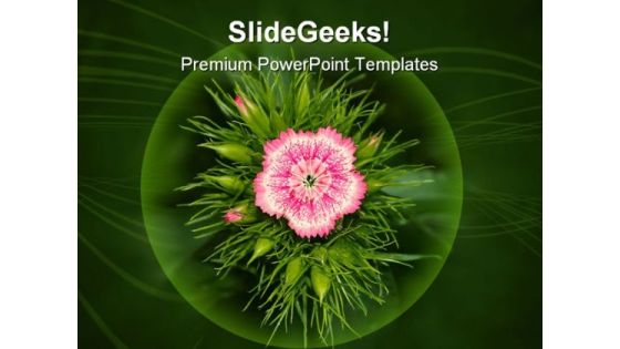 Inflorescence Of Phlox Beauty PowerPoint Templates And PowerPoint Backgrounds 0311 Inflorescence Of Phlox Beauty PowerPoint Templates And PowerPoint Backgrounds 0311