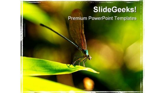 Insect Macro Laos Animals PowerPoint Themes And PowerPoint Slides 0211 Insect Macro Laos Animals PowerPoint Themes And PowerPoint Slides 0211