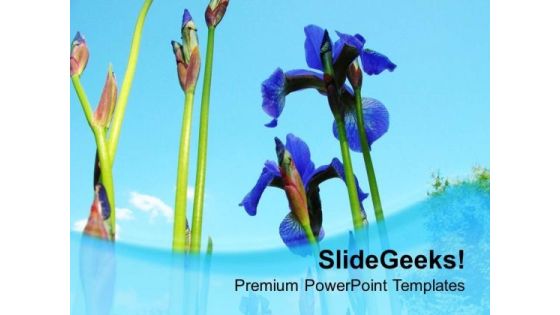 Iries Flower With Blue Background PowerPoint Templates Ppt Backgrounds For Slides 0613