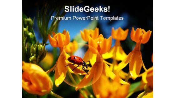 Lady Bug On Yellow Flowers Beauty PowerPoint Themes And PowerPoint Slides 0211 Lady Bug On Yellow Flowers Beauty PowerPoint Themes And PowerPoint Slides 0211