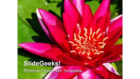 Lotus Flower Beauty PowerPoint Templates And PowerPoint Backgrounds 0311