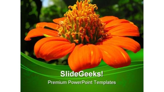 Mexican Sunflower Beauty PowerPoint Templates And PowerPoint Backgrounds 0311