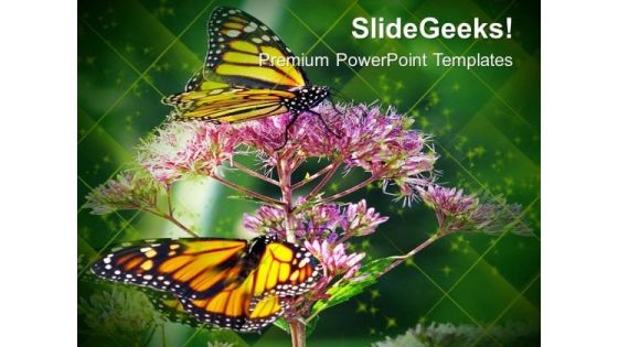 Monarch Butterfly Flowers Nature PowerPoint Templates Ppt Backgrounds For Slides 0213 Monarch Butterfly Flowers Nature PowerPoint Templates Ppt Backgrounds For Slides 0213